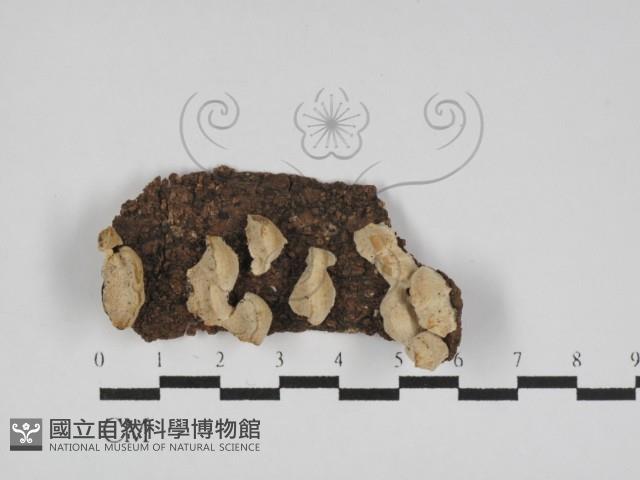 登錄號:F0031182藏品圖，第1張