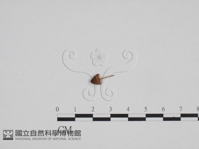 登錄號:F0024182藏品圖，第1張