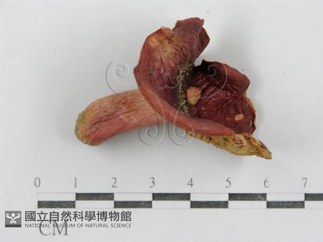 紅菇屬藏品圖，第1張