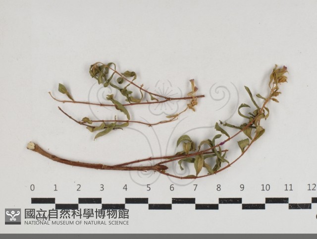 登錄號:F0034182藏品圖，第1張