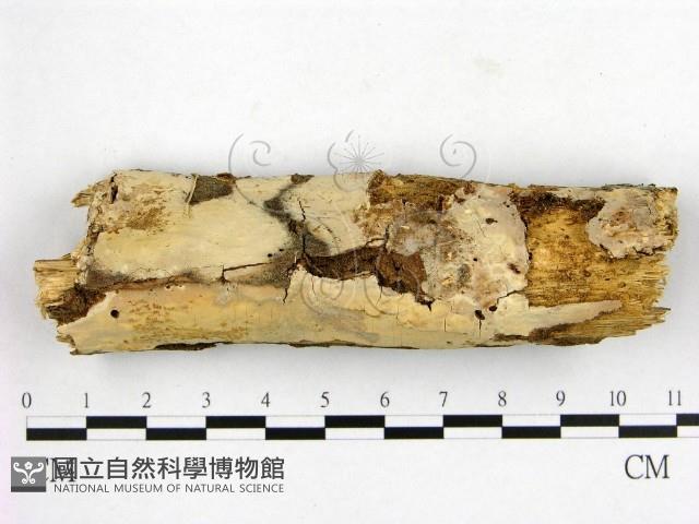 登錄號:F0022182藏品圖，第1張