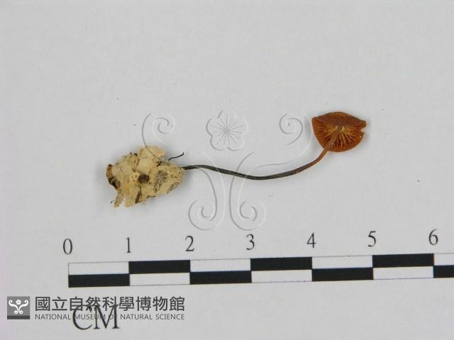 小皮傘屬藏品圖，第1張