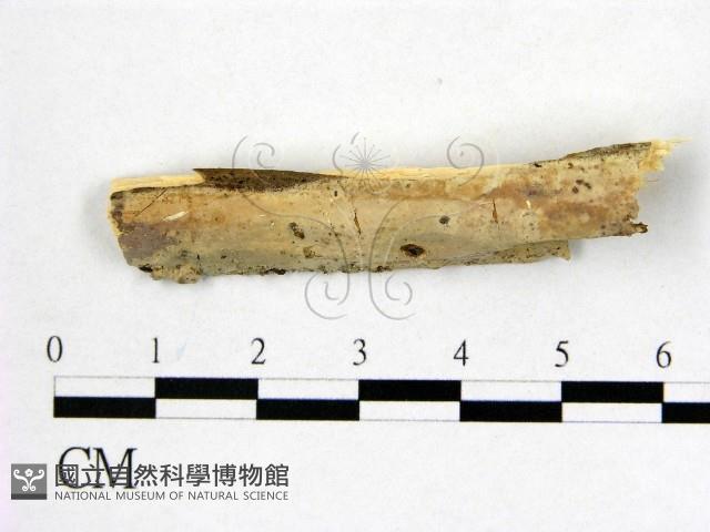 顯絲菌屬藏品圖，第1張