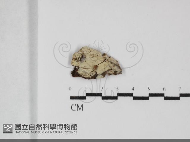 剛毛絲皮菌藏品圖，第1張