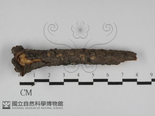 登錄號:F0027182藏品圖，第1張