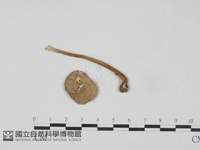 登錄號:F0017182藏品圖，第1張