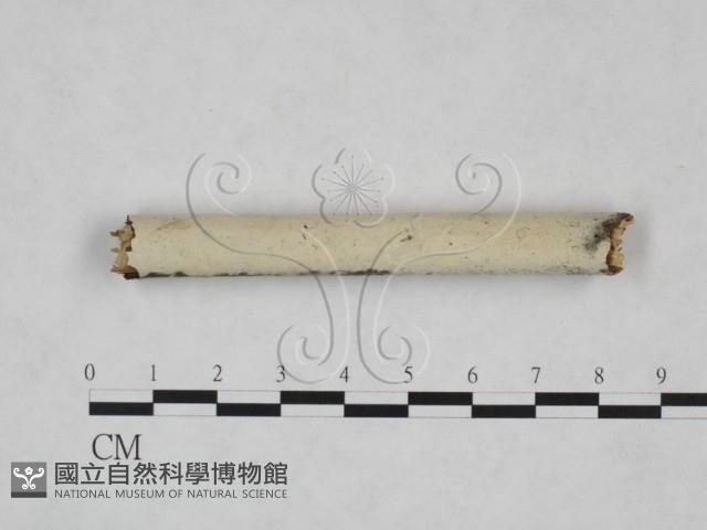 剛毛絲皮菌藏品圖，第1張