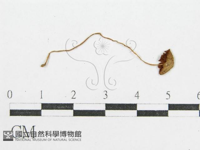 登錄號:F0005182藏品圖，第1張