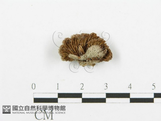登錄號:F0015182藏品圖，第1張