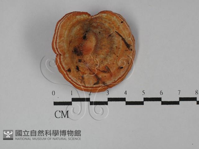 登錄號:F0029182藏品圖，第1張