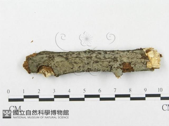 登錄號:F0009182藏品圖，第1張