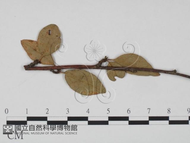 登錄號:F0019182藏品圖，第1張