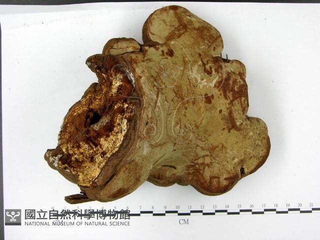 登錄號:F0023182藏品圖，第1張