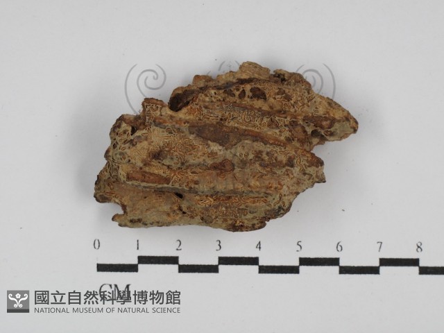 登錄號:F0003182藏品圖，第3張