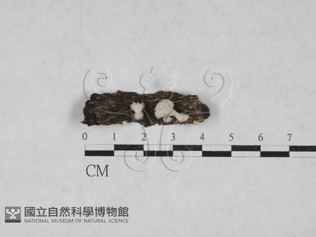 裂褶菌藏品圖，第1張
