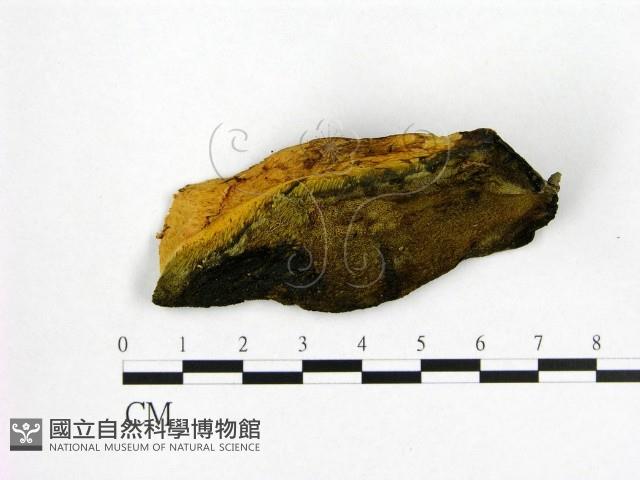 登錄號:F0008082藏品圖，第1張