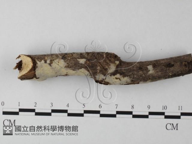 登錄號:F0020082藏品圖，第1張