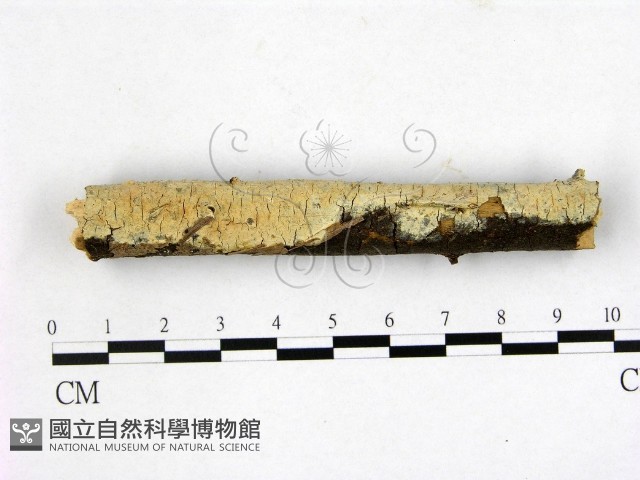 登錄號:F0010082藏品圖，第1張