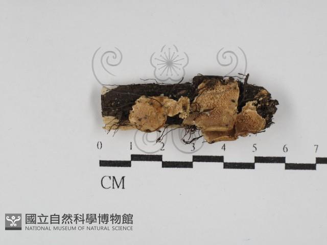 登錄號:F0030082藏品圖，第1張