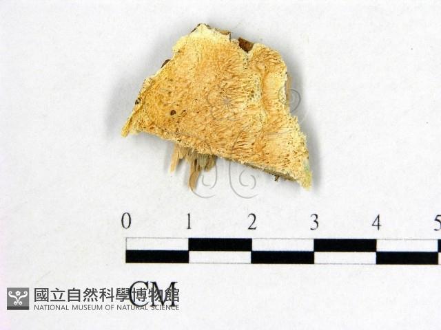 登錄號:F0006082藏品圖，第1張