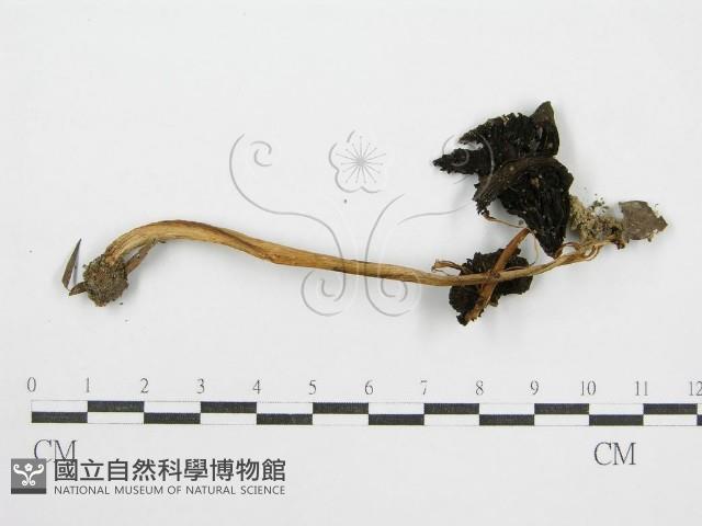 鬼傘屬藏品圖，第1張