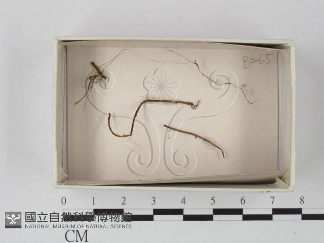 登錄號:F0021082藏品圖，第1張