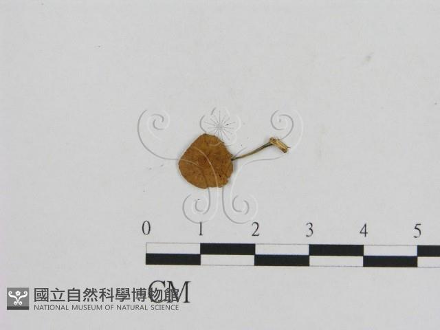 登錄號:F0001082藏品圖，第1張