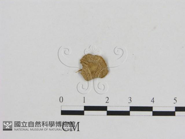 小菇屬藏品圖，第1張