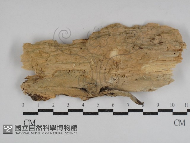 登錄號:F0031082藏品圖，第1張