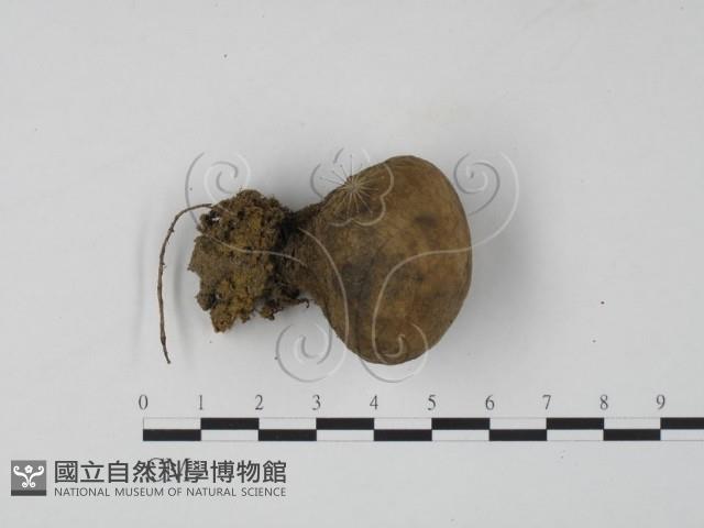 登錄號:F0024082藏品圖，第1張