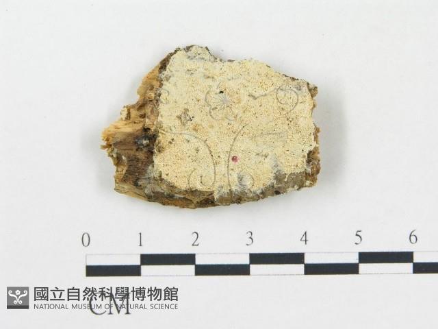 蠟孔菌屬藏品圖，第1張