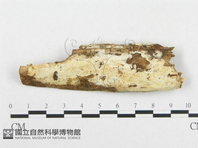 登錄號:F0014082藏品圖，第1張