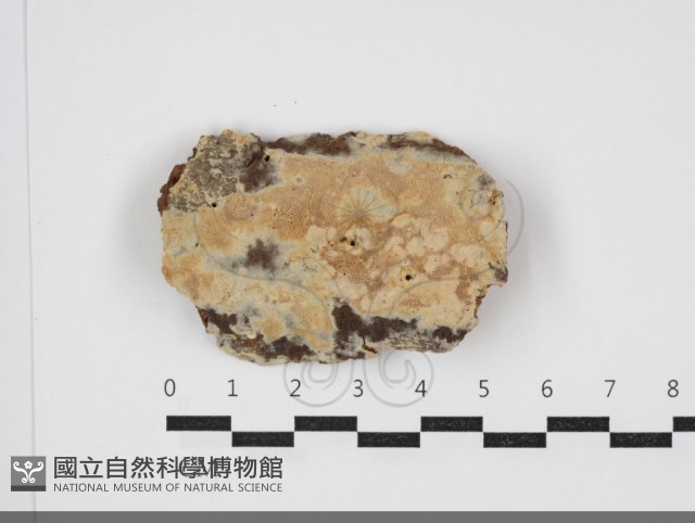 絲齒菌屬藏品圖，第1張