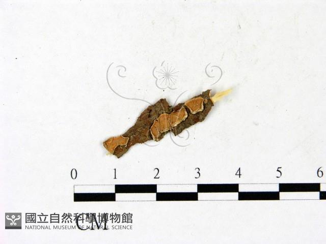 登錄號:F0022082藏品圖，第1張