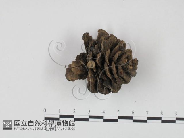 登錄號:F0002082藏品圖，第1張