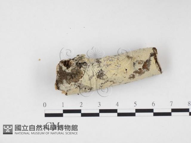 冇骨消絲齒菌藏品圖，第1張