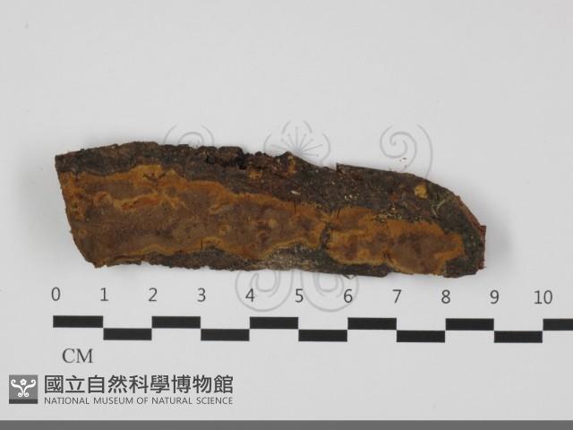 登錄號:F0032082藏品圖，第1張