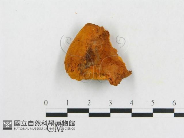 登錄號:F0007082藏品圖，第1張