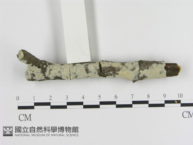 登錄號:F0017082藏品圖，第1張
