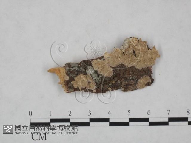 附毛菌屬藏品圖，第1張