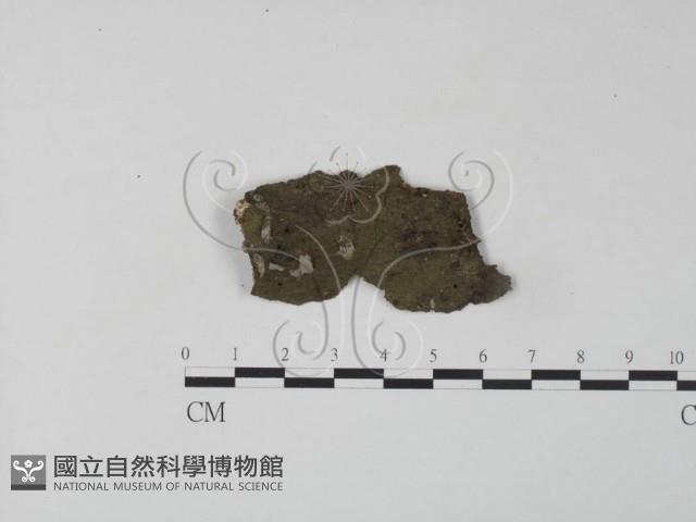 銀耳屬藏品圖，第1張