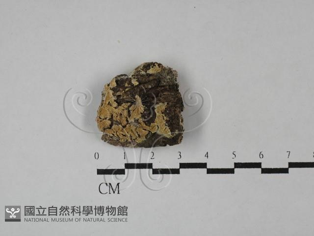 登錄號:F0029082藏品圖，第1張