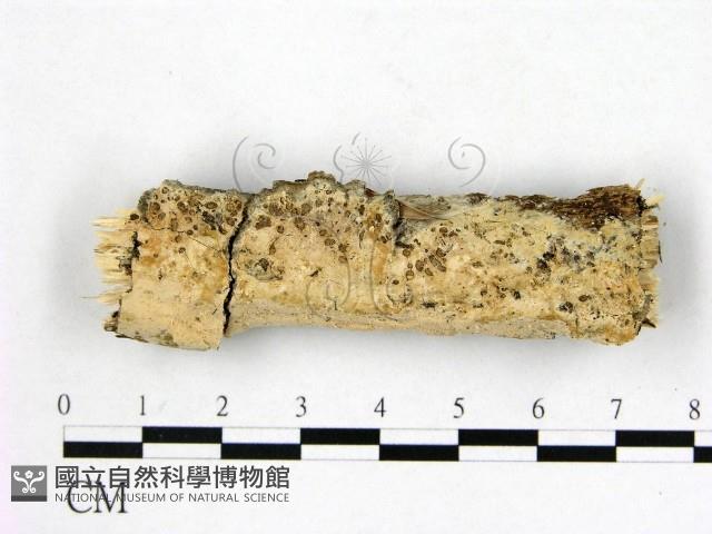 顯絲菌屬藏品圖，第1張