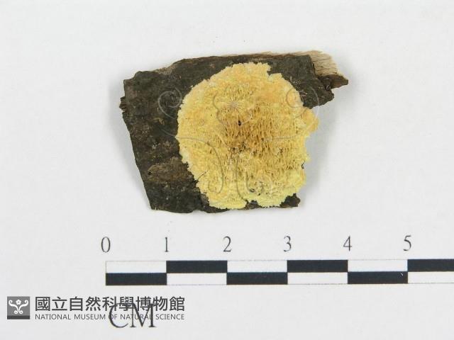 登錄號:F0019082藏品圖，第1張