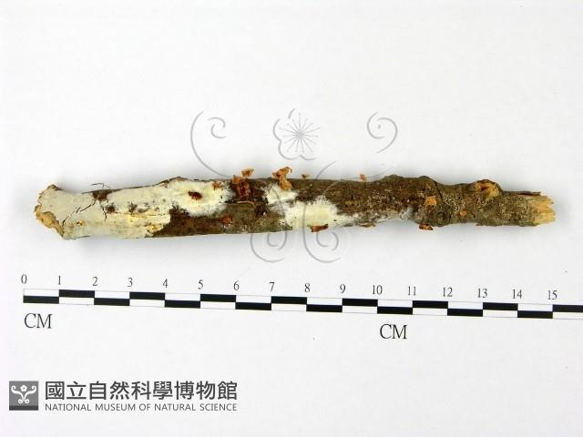 登錄號:F0023082藏品圖，第1張