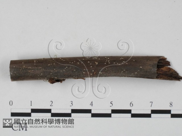 登錄號:F0003082藏品圖，第1張