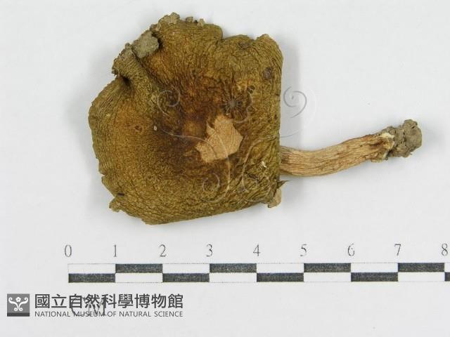 登錄號:F0013082藏品圖，第1張
