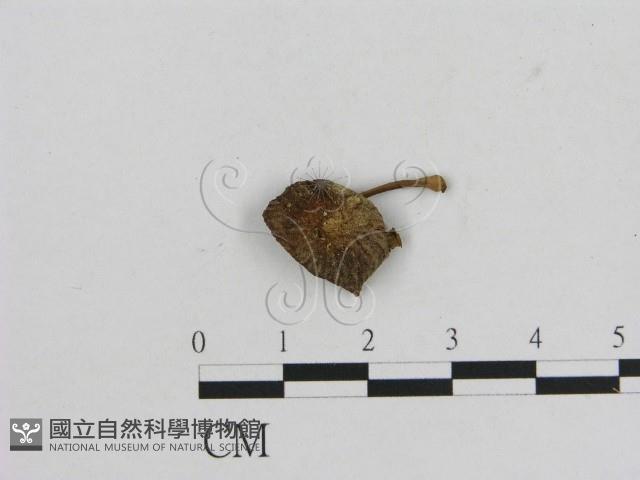 小菇屬藏品圖，第1張