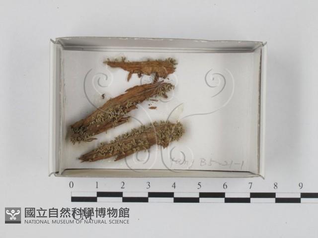登錄號:F0018382藏品圖，第1張
