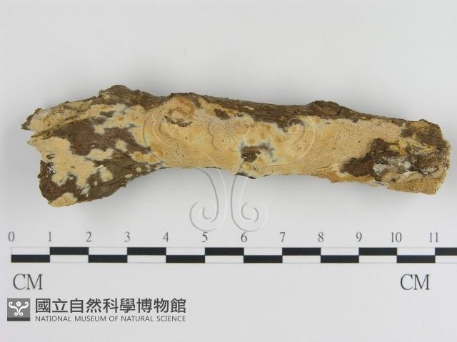登錄號:F0020382藏品圖，第1張
